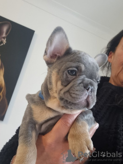 Photo №4. Je vais vendre bouledogue en ville de Helsinki. annonce privée - prix - 400€