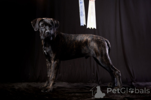 Photo №1. cane corso - à vendre en ville de Buzău | 10000€ | Annonce №150213