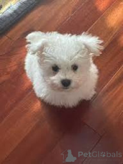 Photo №2 de l'annonce № 163870 de la vente bichon à poil frisé - acheter à L'Autriche annonce privée, éleveur