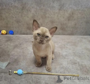 Photo №1. burmese - à vendre en ville de Wesel | 350€ | Annonce № 177641
