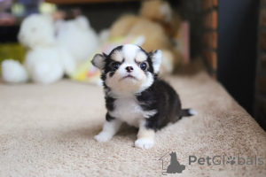 Photo №4. Je vais vendre chihuahua en ville de San Diego. éleveur - prix - négocié