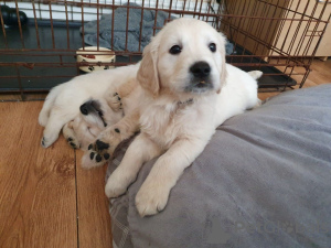 Photo №1. golden retriever - à vendre en ville de Fijnaart | 400€ | Annonce №111510