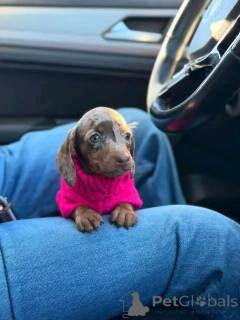 Photo №2 de l'annonce № 162956 de la vente teckel - acheter à USA éleveur