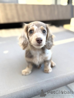 Photo №3. Ce chiot de chien pratique. Pays Bas