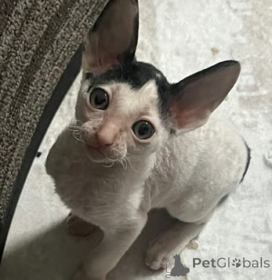 Photo №3. Beaux chatons Cornish Rex. Belgique