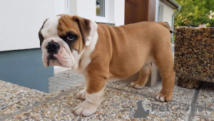 Photo №1. bulldog anglais - à vendre en ville de Берлинген | Gratuit | Annonce №103480