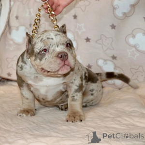 Photo №4. Je vais vendre american bully en ville de Филадельфия. annonce privée - prix - 1063€
