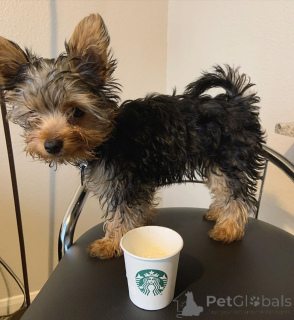 Photo №1. yorkshire terrier - à vendre en ville de Helsinki | 500€ | Annonce №163969