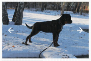 Photo №2 de l'annonce № 5039 de la vente rottweiler - acheter à Fédération de Russie annonce privée