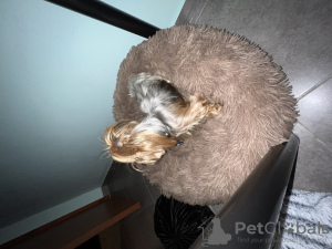 Photos supplémentaires: chiot yorkshire terrier