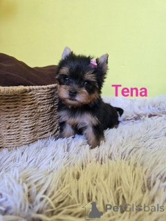 Photo №4. Je vais vendre yorkshire terrier en ville de Zrénjanin. éleveur - prix - négocié