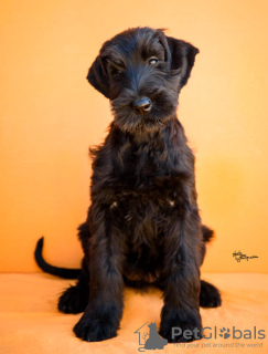 Photos supplémentaires: Chiots Schnauzer Géant