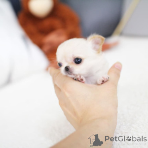 Photo №1. chihuahua - à vendre en ville de Bad Vöslau | 823€ | Annonce №162888