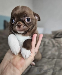 Photo №1. chihuahua - à vendre en ville de Hambourg | négocié | Annonce №165178