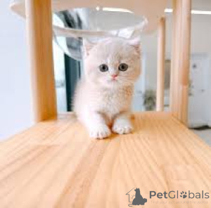 Photo №1. munchkin - à vendre en ville de Marseille | 500€ | Annonce № 165938