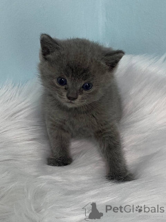 Photo №3. Vendre des chatons. USA