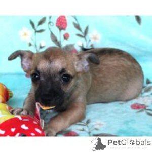 Photo №3. Rencontrez le charmant chiot chihuahua mâle Wiley prêt à entrer dans sa maison. Allemagne