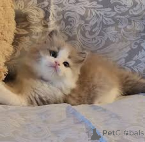 Photo №4. Je vais vendre ragdoll en ville de Vienne. annonce privée, éleveur - prix - 580€