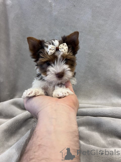 Photo №1. chien bâtard - à vendre en ville de Erftstadt | 380€ | Annonce №148569