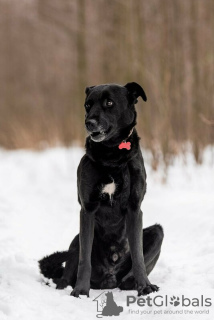 Photos supplémentaires: Le bon chien Drake est entre de bonnes mains.