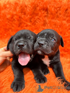 Photo №2 de l'annonce № 173397 de la vente cane corso - acheter à Danemark annonce privée, éleveur