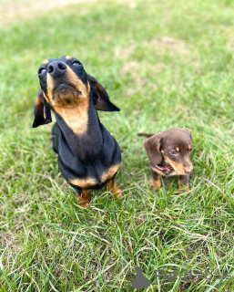 Photo №3. Surcharge de gentillesse!. USA