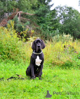 Photo №3. Chiots du chien allemand.. Fédération de Russie