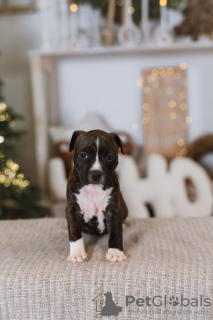 Photos supplémentaires: Chiots American Staffordshire Terrier