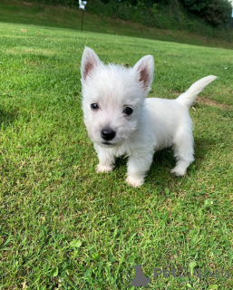 Photo №1. yorkshire terrier - à vendre en ville de Canton de Pennsylvanie | 956€ | Annonce №148413