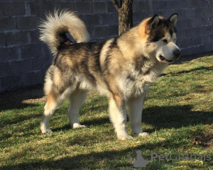 Photos supplémentaires: Chiots Malamute d'Alaska