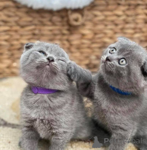 Photo №1. scottish fold - à vendre en ville de Rotterdam | négocié | Annonce № 178492