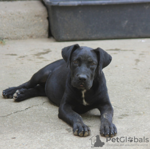 Photos supplémentaires: Chiots Cane Corso