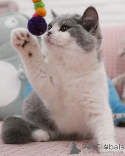 Photo №2 de l'annonce № 115742 de la vente british shorthair - acheter à Allemagne de la fourrière, de l'abri, éleveur