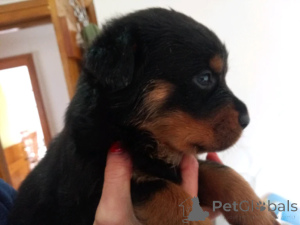 Photo №1. rottweiler - à vendre en ville de Limbaži | négocié | Annonce №160020