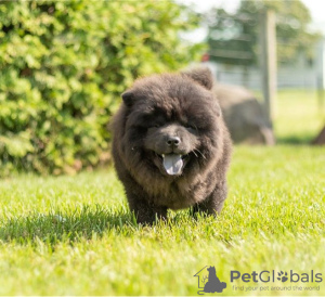 Photos supplémentaires: Les chiots Chow Chow sont maintenant prêts à emménager dans de nouveaux foyers