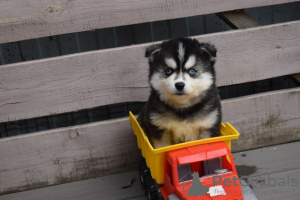 Photo №2 de l'annonce № 77240 de la vente husky de sibérie - acheter à Fédération de Russie éleveur