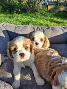 Photo №3. Chiots Cavalier King Charles Spaniel idéaux.. La Lettonie