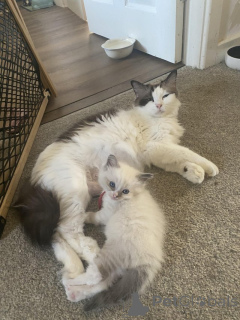 Photo №3. SEAL BI COLOR MIT MITT RAGDOLL. Belgique