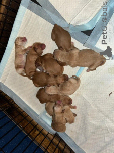 Photo №2 de l'annonce № 135424 de la vente golden retriever - acheter à La Grande-Bretagne éleveur