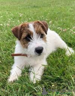 Photo №2 de l'annonce № 165238 de la vente jack russell terrier - acheter à Belgique annonce privée, éleveur
