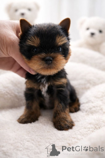 Photo №1. yorkshire terrier - à vendre en ville de Bilann | Gratuit | Annonce №162029
