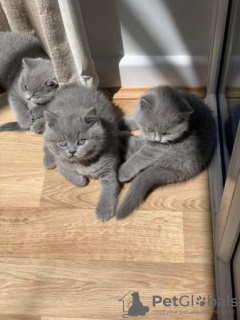 Photo №2 de l'annonce № 119434 de la vente british shorthair - acheter à Allemagne de la fourrière, de l'abri, éleveur