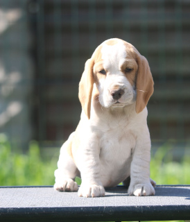 Photos supplémentaires: Une fille aristocrate à la recherche d'une taupe. Beagle