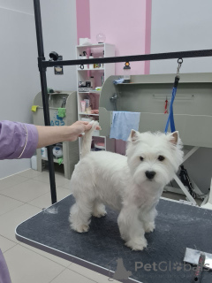 Photo №2 de l'annonce № 146677 de la vente west highland white terrier - acheter à USA éleveur