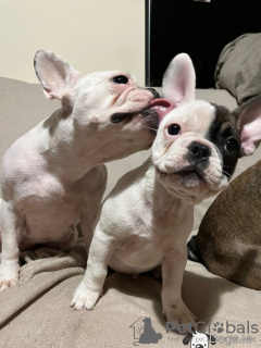 Photo №3. adorables chiots bouledogue français à vendre. Allemagne