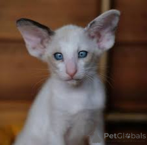 Photo №2 de l'annonce № 170890 de la vente oriental shorthair - acheter à La finlande annonce privée, éleveur