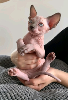 Photo №1. sphynx - à vendre en ville de Eindhoven | 450€ | Annonce № 13831