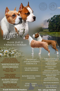 Photo №2 de l'annonce № 30035 de la vente american staffordshire terrier - acheter à Biélorussie éleveur
