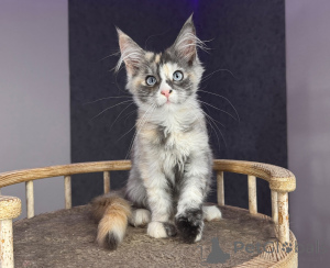 Photo №1. maine coon - à vendre en ville de Katowice | négocié | Annonce № 177882