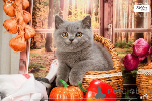 Photo №3. Chaton femelle British shorthair. Ukraine